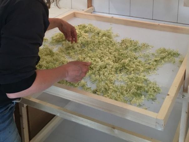 Su00e9chage de la fleur de sureau noir