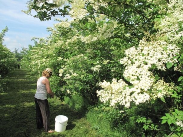 Verger de sureau noir