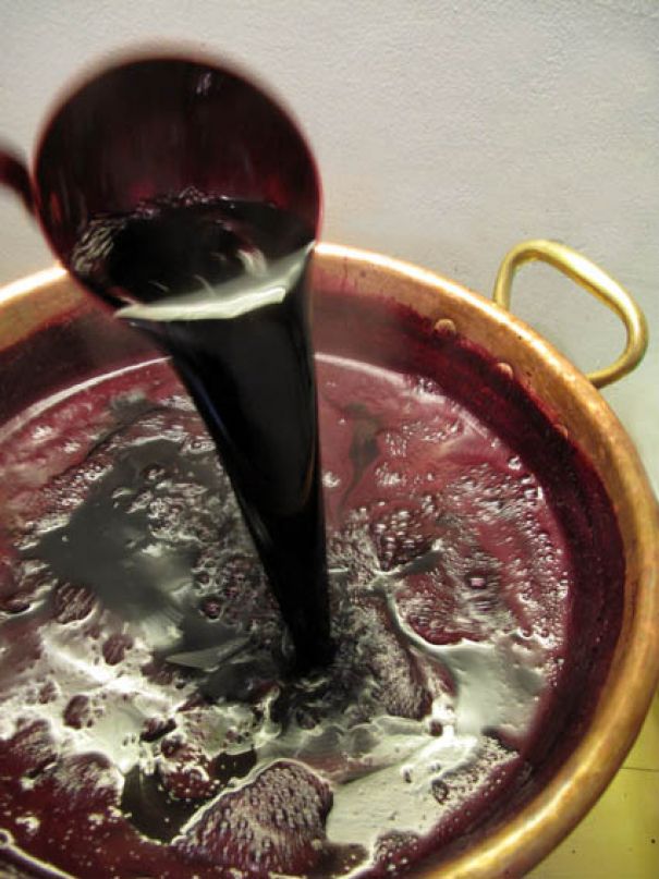 Corymbe de baies de sureau noir