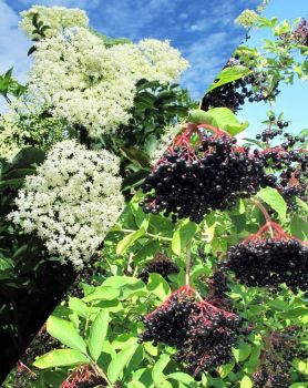 Fleurs et baies de sureau noir