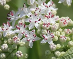 Sureau yéble (Sambucus ebulus)