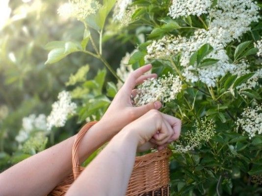 Sirop de fleur de sureau, Recette