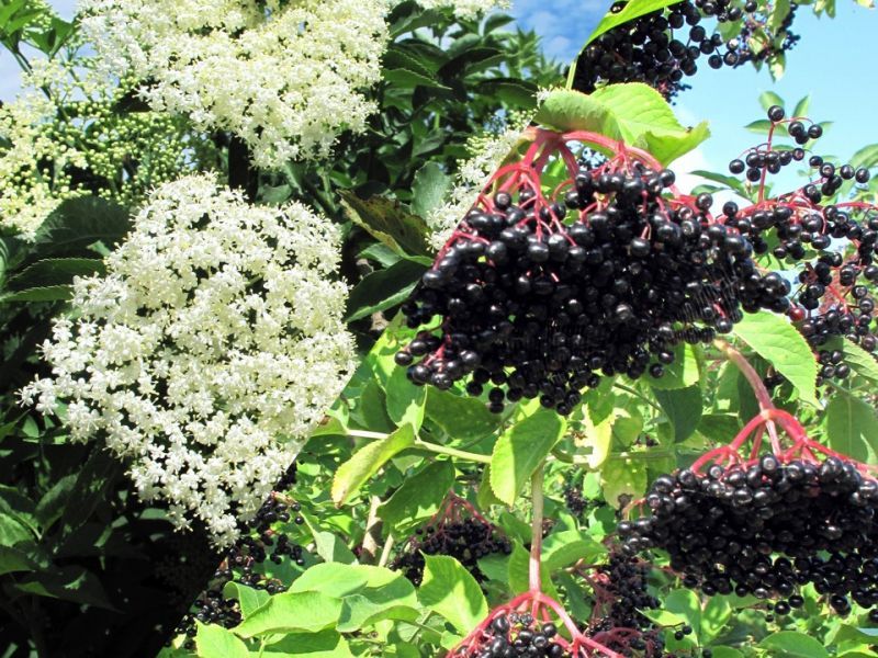 Les variétés de sureaux à fleurs et fruits comestibles