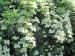 Grandes ombelles de fleurs de sureau