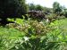 Baies du sureau yèble (Sambucus ebulus) 