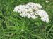 Fleurs du sureau yèble (Sambucus ebulus) 