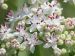 Fleurs (pétioles rosées) du sureau yèble (Sambucus ebulus) 