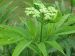 Sureau yèble en bourgeon (Sambucus ebulus) 