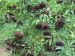 Grappes de baies de sureau noir (Sambucus Nigra)