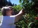 Sureau à fruits rouge (Sambucus Racemosa) récolte en Suisse