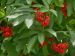 Sureau à fruits rouge (Sambucus Racemosa 'Sutherland gold')