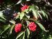 Sureau à fruits rouge (Sambucus Racemosa)