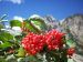 Sureau à fruits rouge (Sambucus Rasemosa) ici en Suisse