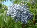 Sureau à fruit bleu (Sambucus 'Glauca Caerulea')