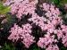 Sambucus nigra 'Black beauty'