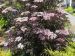 Sambucus nigra 'Black lace'