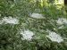 Sambucus nigra 