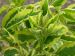 Sambucus nigra 