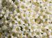 Détail d'ombelle de fleurs de sureau