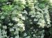 Grandes ombelles de fleurs de sureau