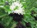 Ombelles de fleurs et baies de sureau noir