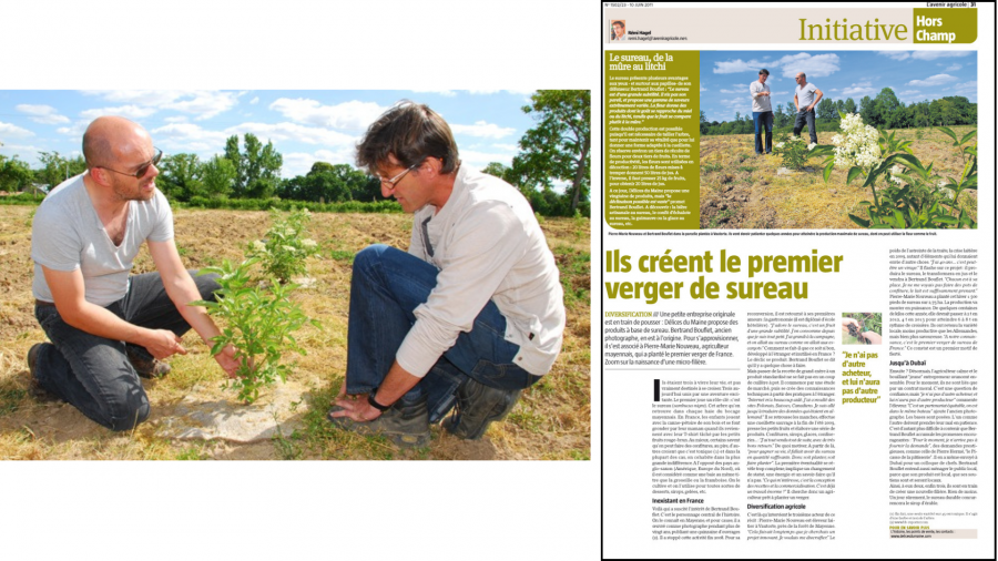 Création du verger de sureau