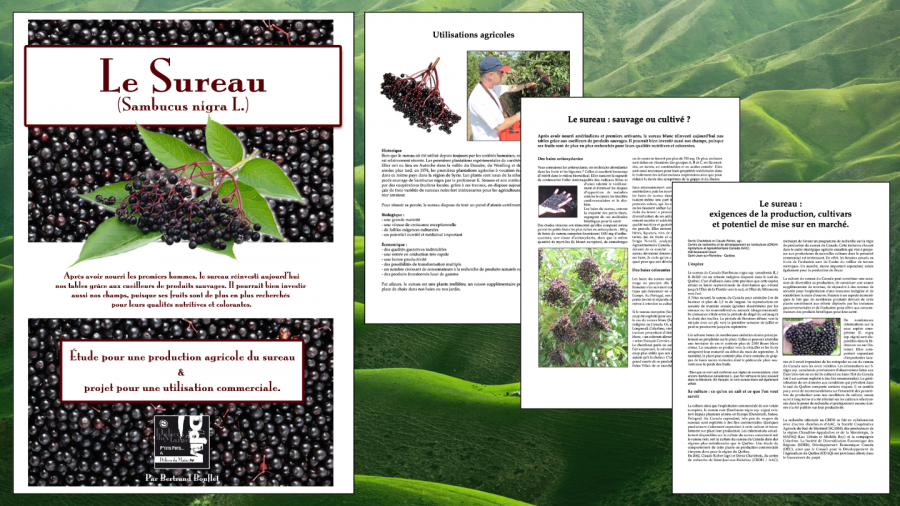 Étude pour une production agricole du sureau