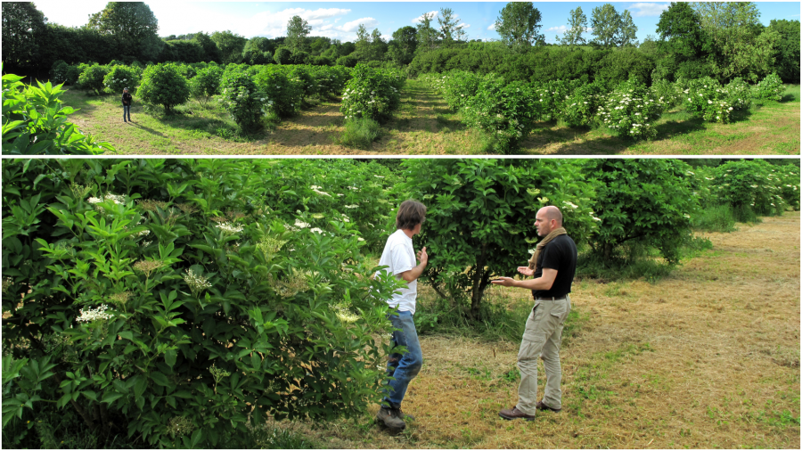 Le verger de Vautorte au Printemps 2015