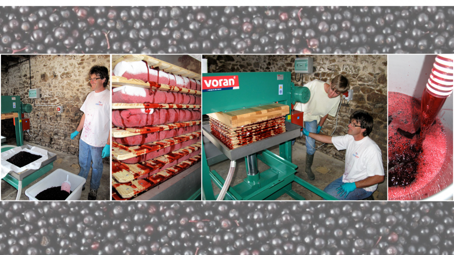 Pressage des Baies de sureau à Vautorte