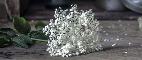 fleurs-sureau-table-3