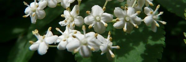 sureau-fleurs-feuilles-p